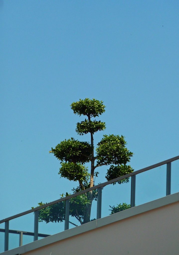 деревья на крыше